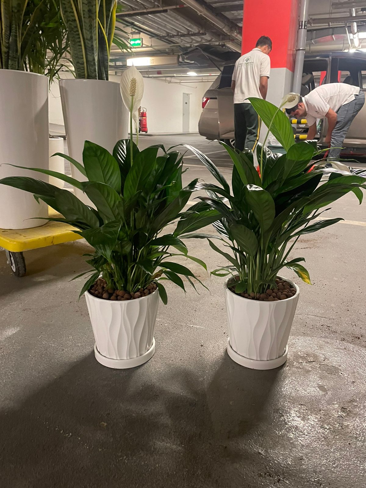 Set of 2 - Peace Lily