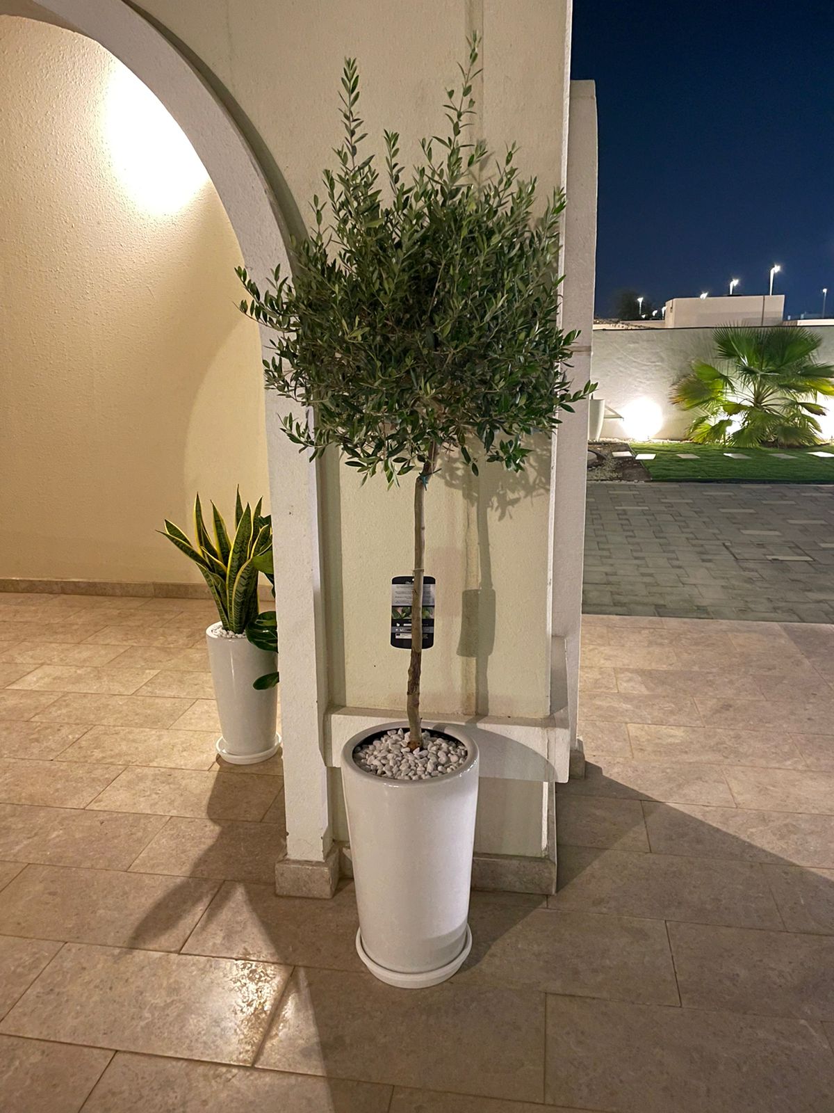 Olive Tree - Long Pot