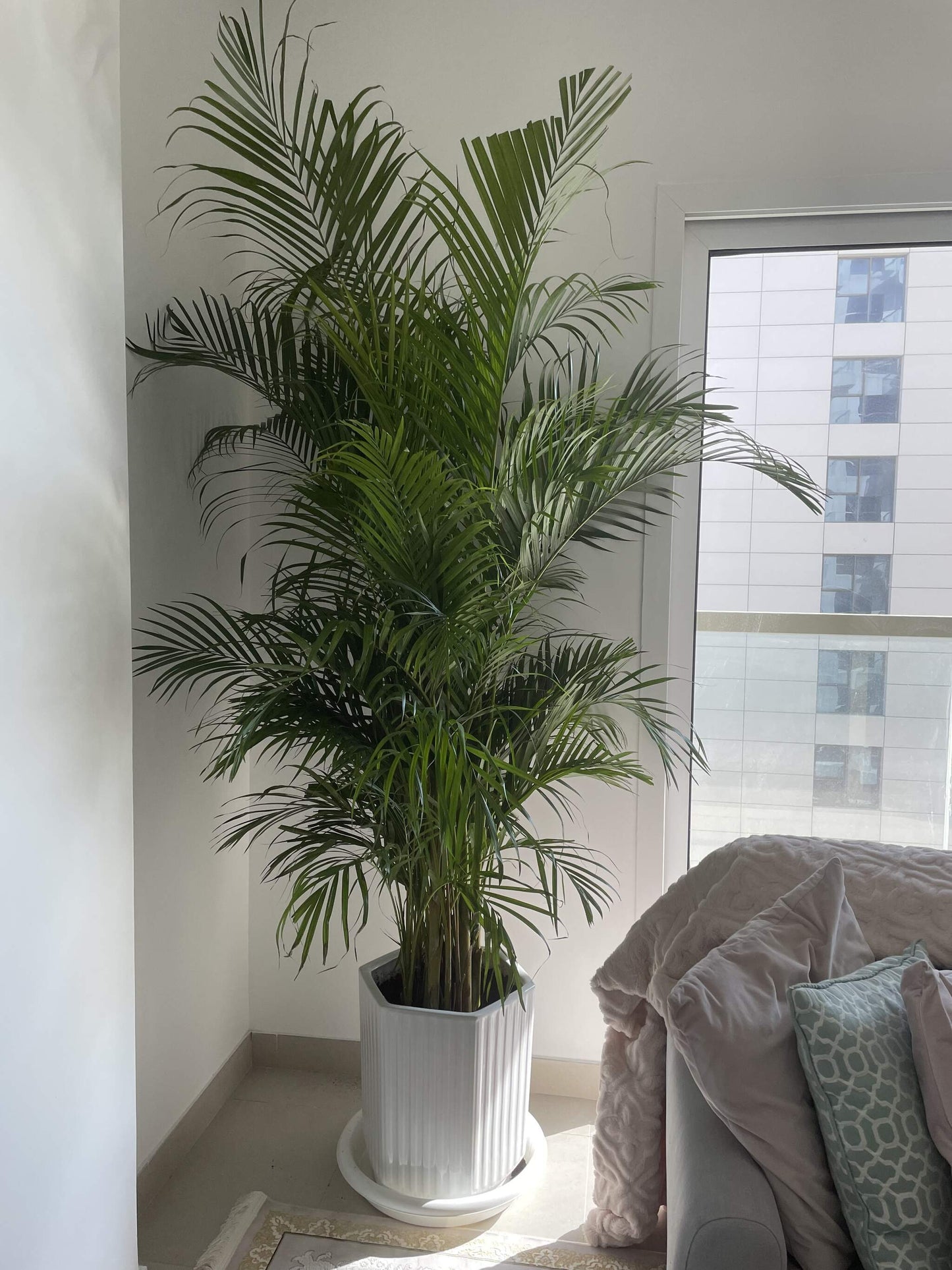 Giant Areca Palm - 2M - 2.2M - PROMOTION