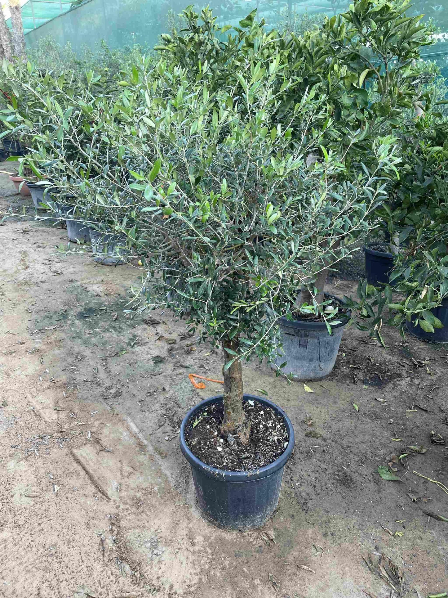 Aged Olive Tree - Nursery Pot