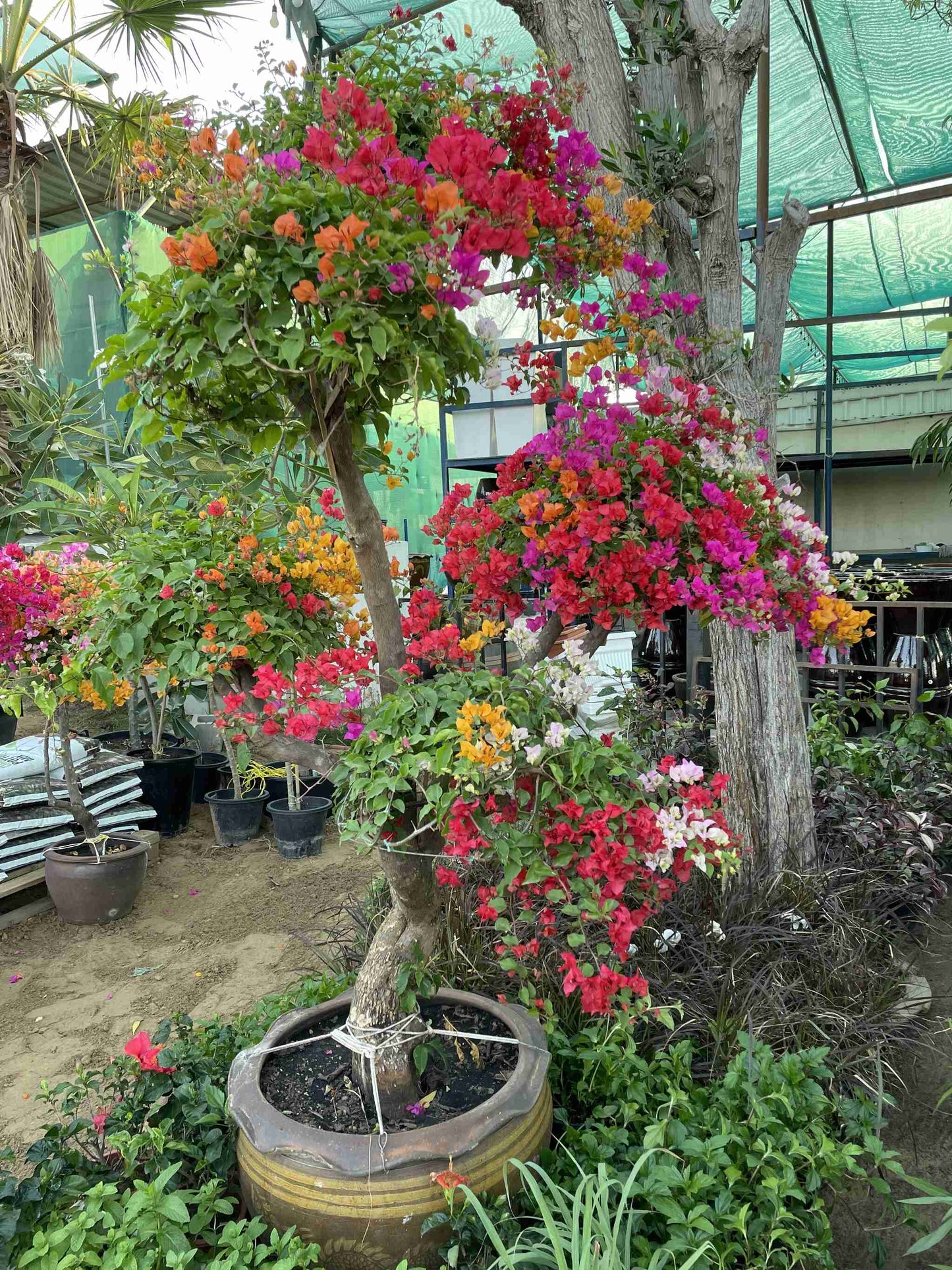 Multi Color Giant Bougainvillea