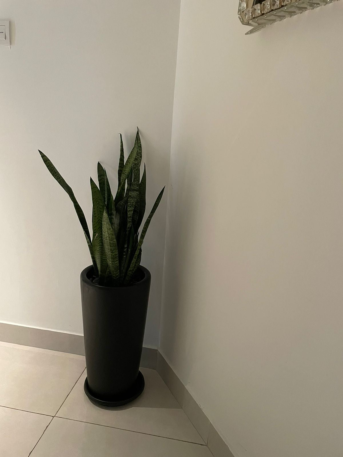 Snake Plant - Matte Black