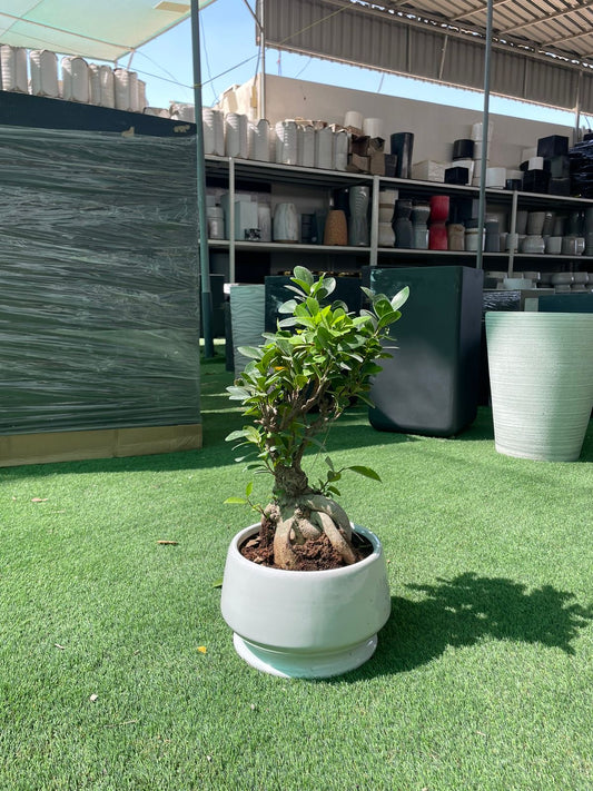 Small Bonsai - Ceramic Pot