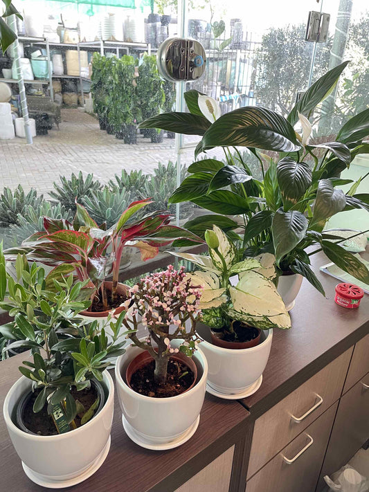 Set of 5 plants ( Pots Included )