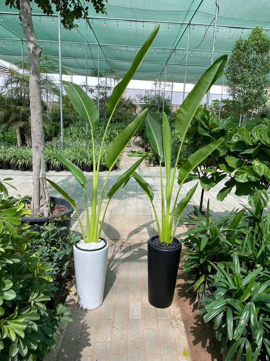 Travelers Palm - Potted Promotion Each