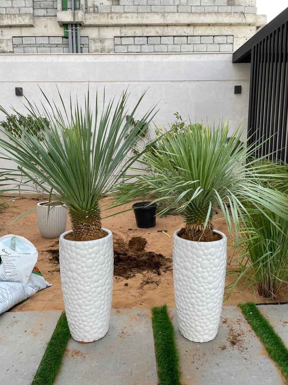 Yucca Tree - Potted Each