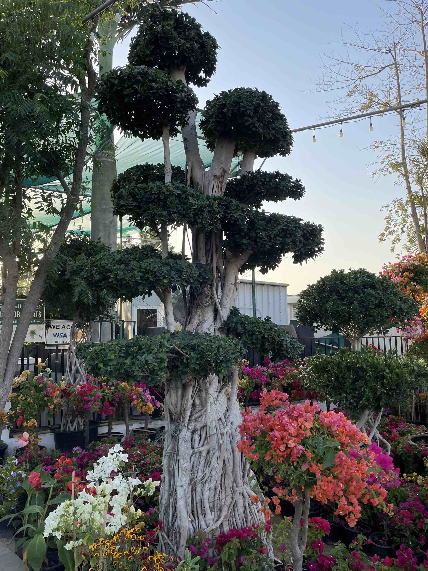 Ficus Bonsai - 3-4m Height