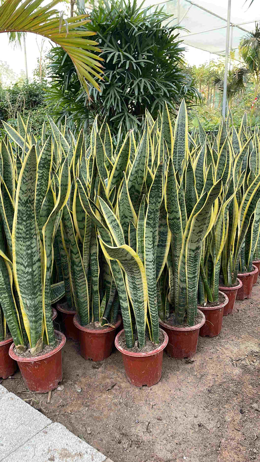 Sanseveria/Snake Plant - 2 pieces