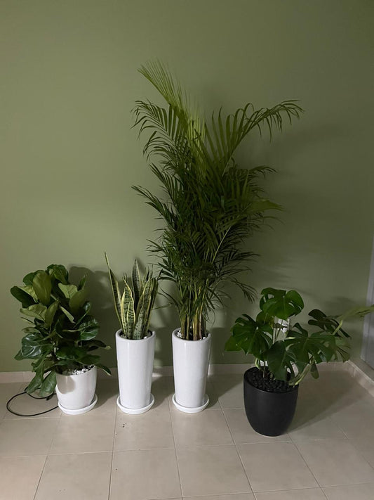 Air Purifying Bundle of 4