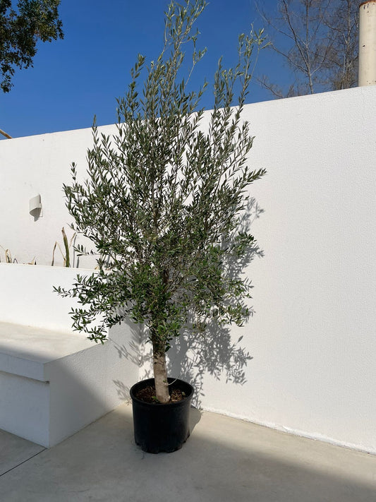 Bushy Olive Tree - Nursery Pot