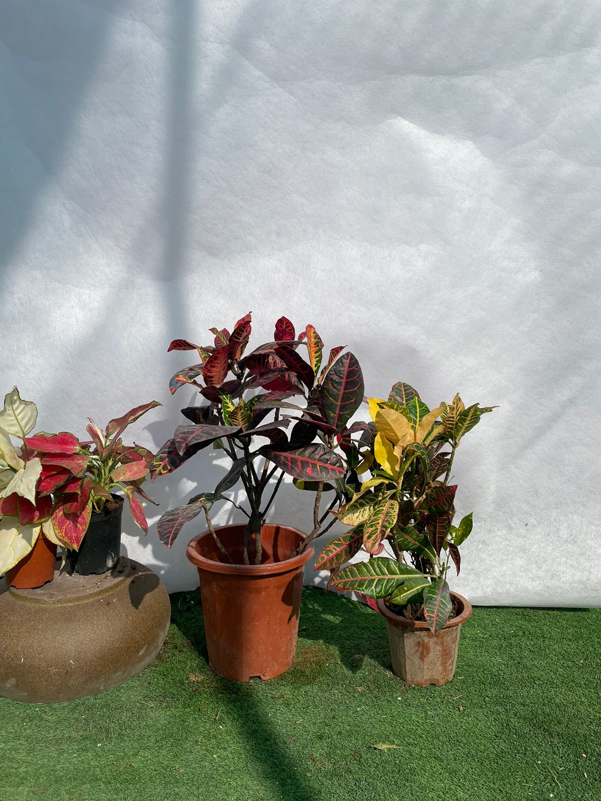 Croton Bundle - Nursery Pot