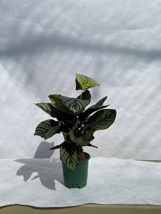 Calathea - Nursery Pot