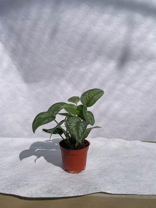 Aglaonema - Nursery Pot