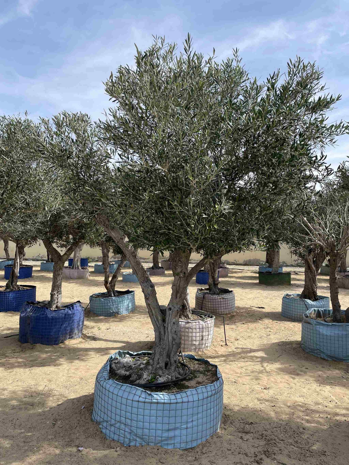 Giant Olive Tree