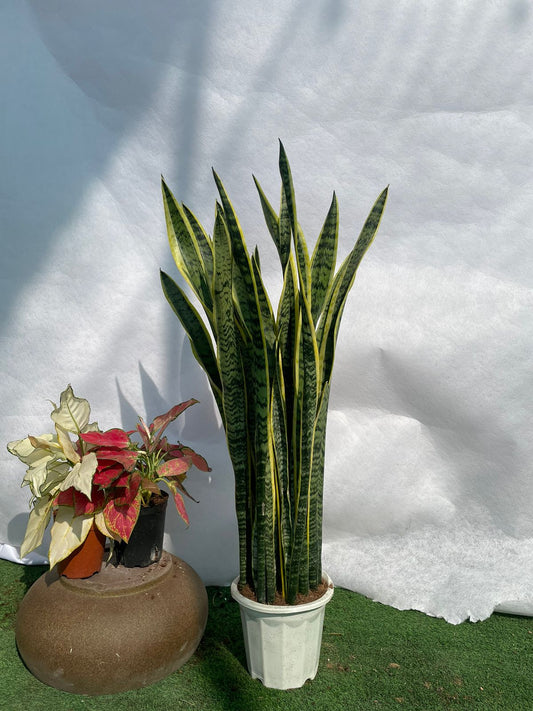 Snake Plant Med - Nursery Pot