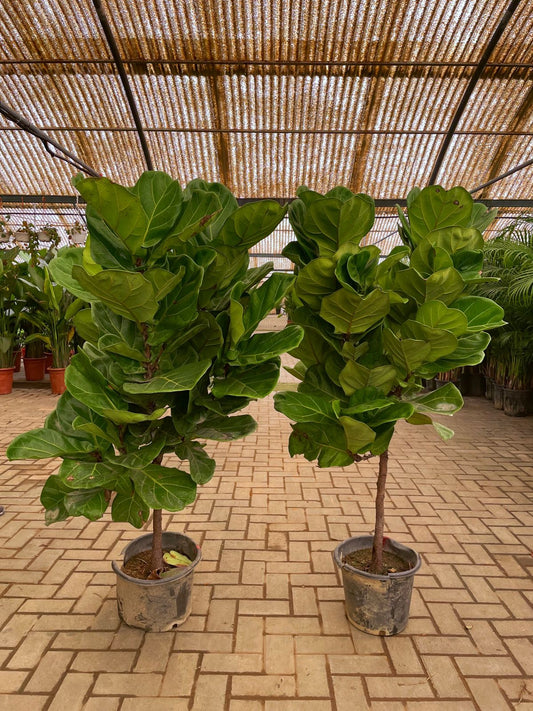 Fiddle Fig Tree - Promotion Each