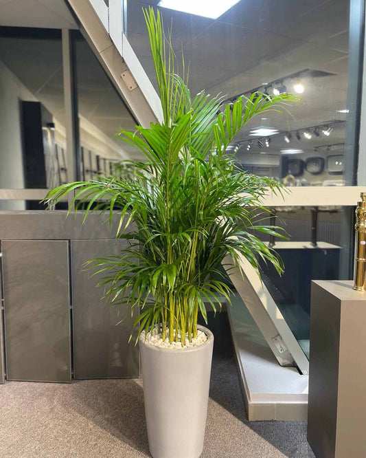 Areca Palm - Medium - 150 - 170 CM