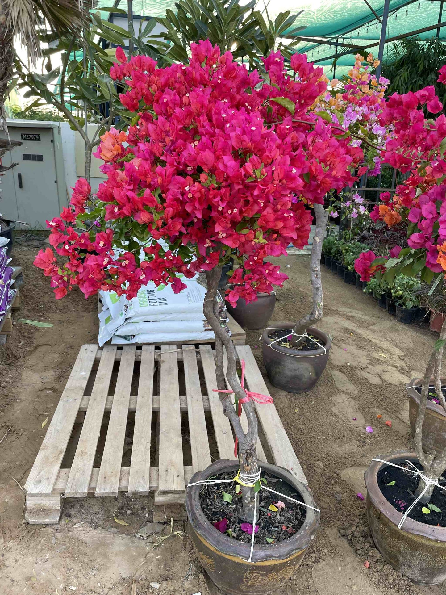 Bougainvillea - Thailand