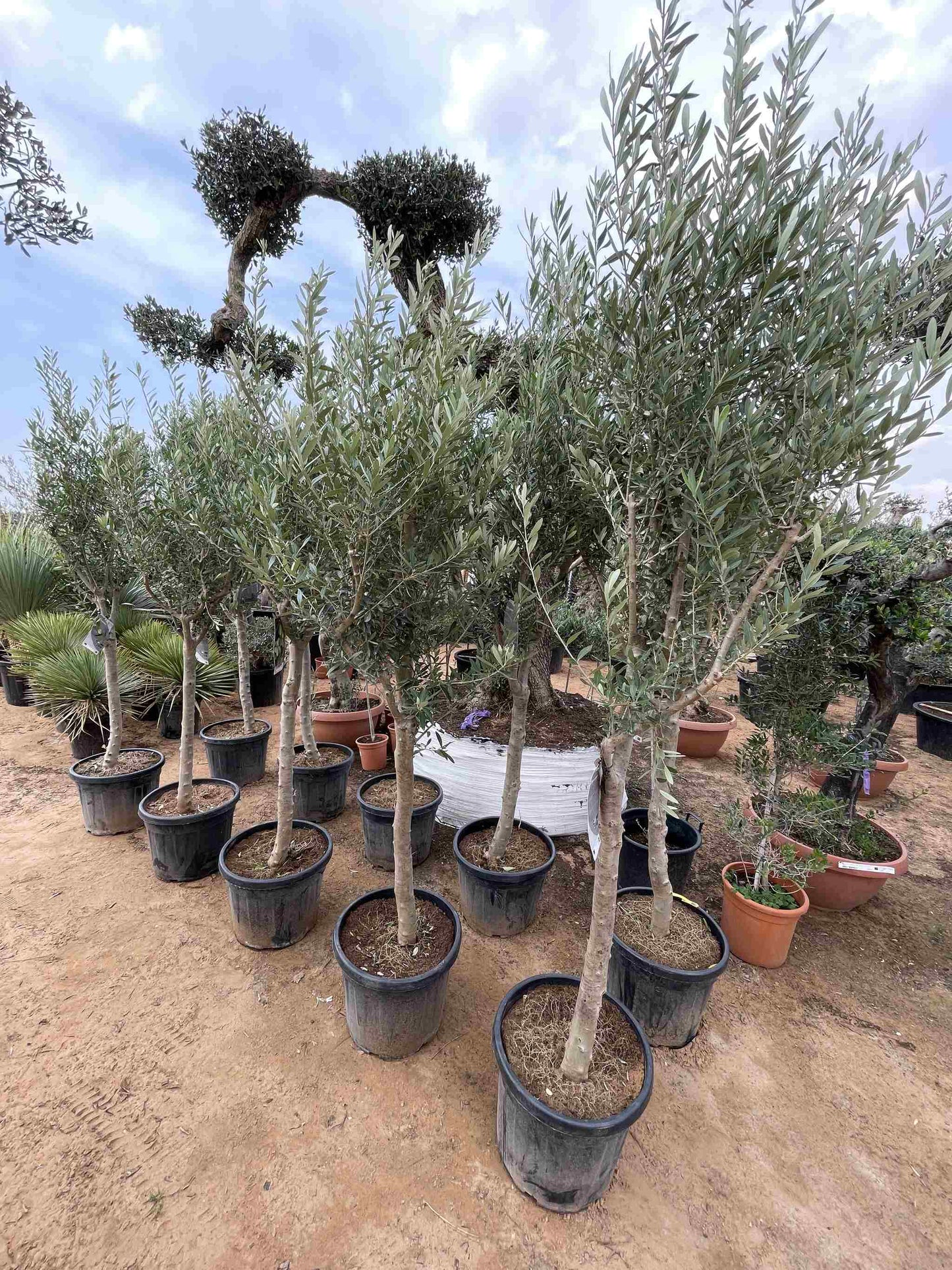 Tall Olive Tree