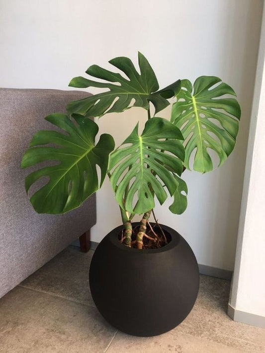 Monstera in Fiber Pot - Medium