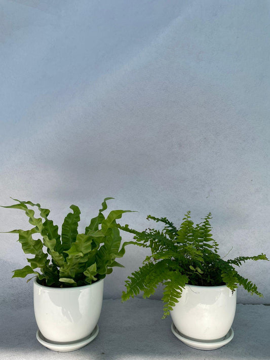 Ferns Bundle of Two - Ceramic Pot