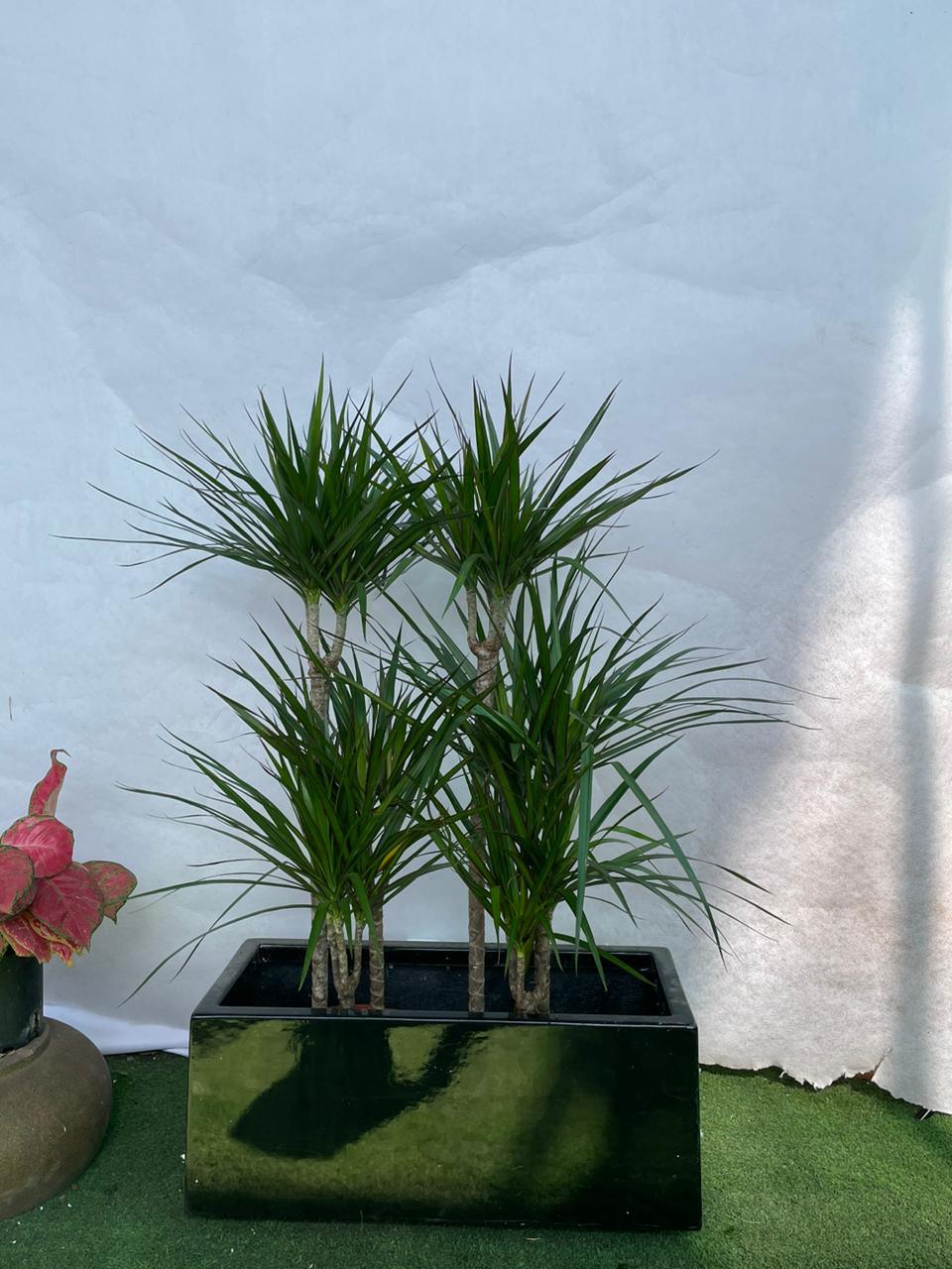 Holland Dracena - Fiber Planter Arrangement