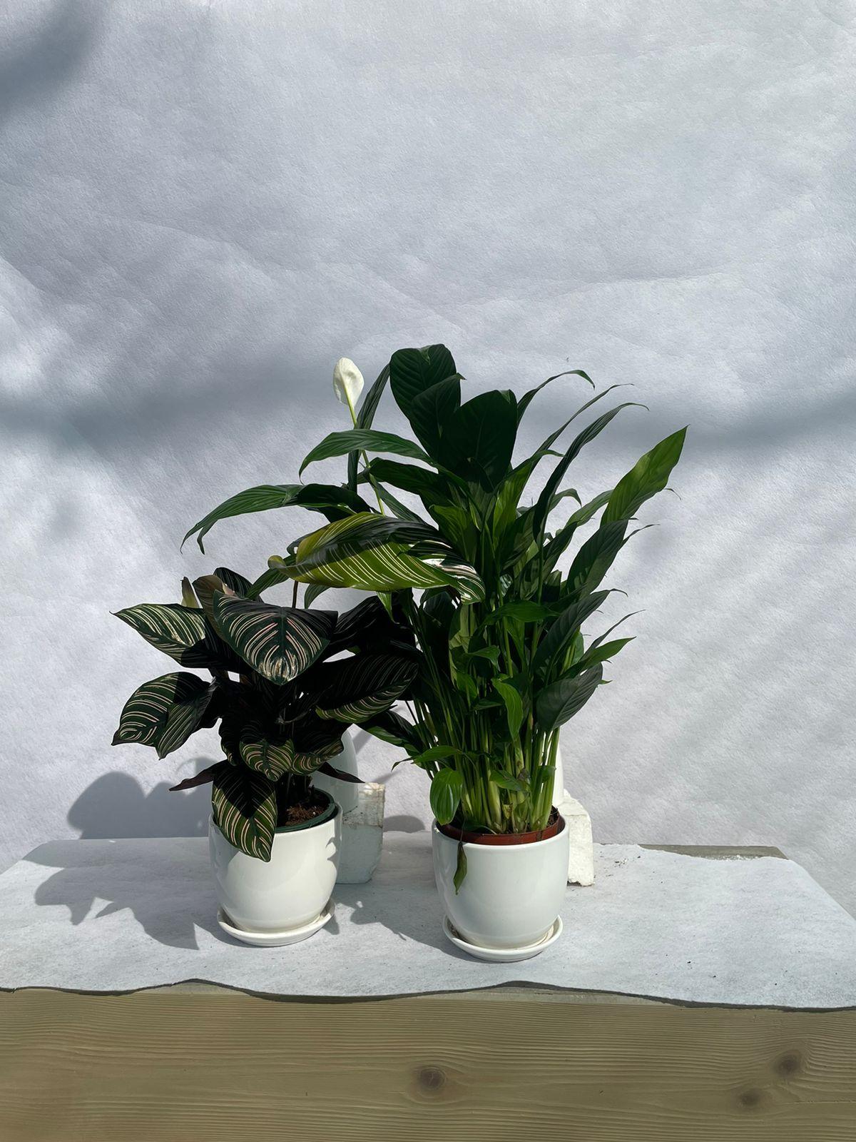 Peace Lily & Calathea Bundle