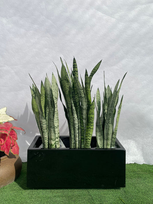 Green Snake Plants - Fiber Planter Arrangement