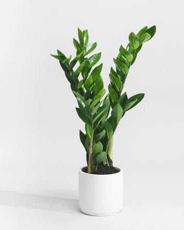 ZZ table top plant