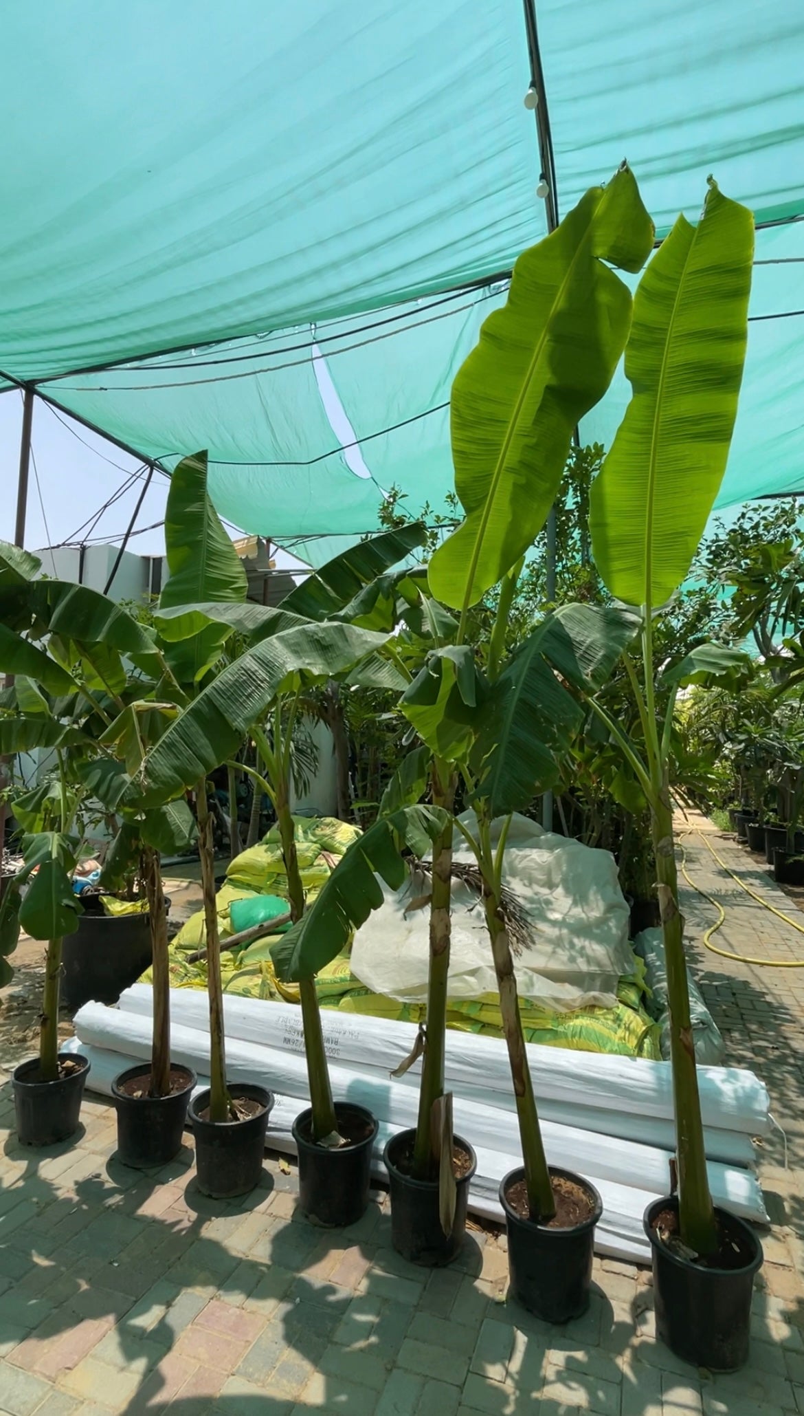 Giant Banana Tree -  2-3M