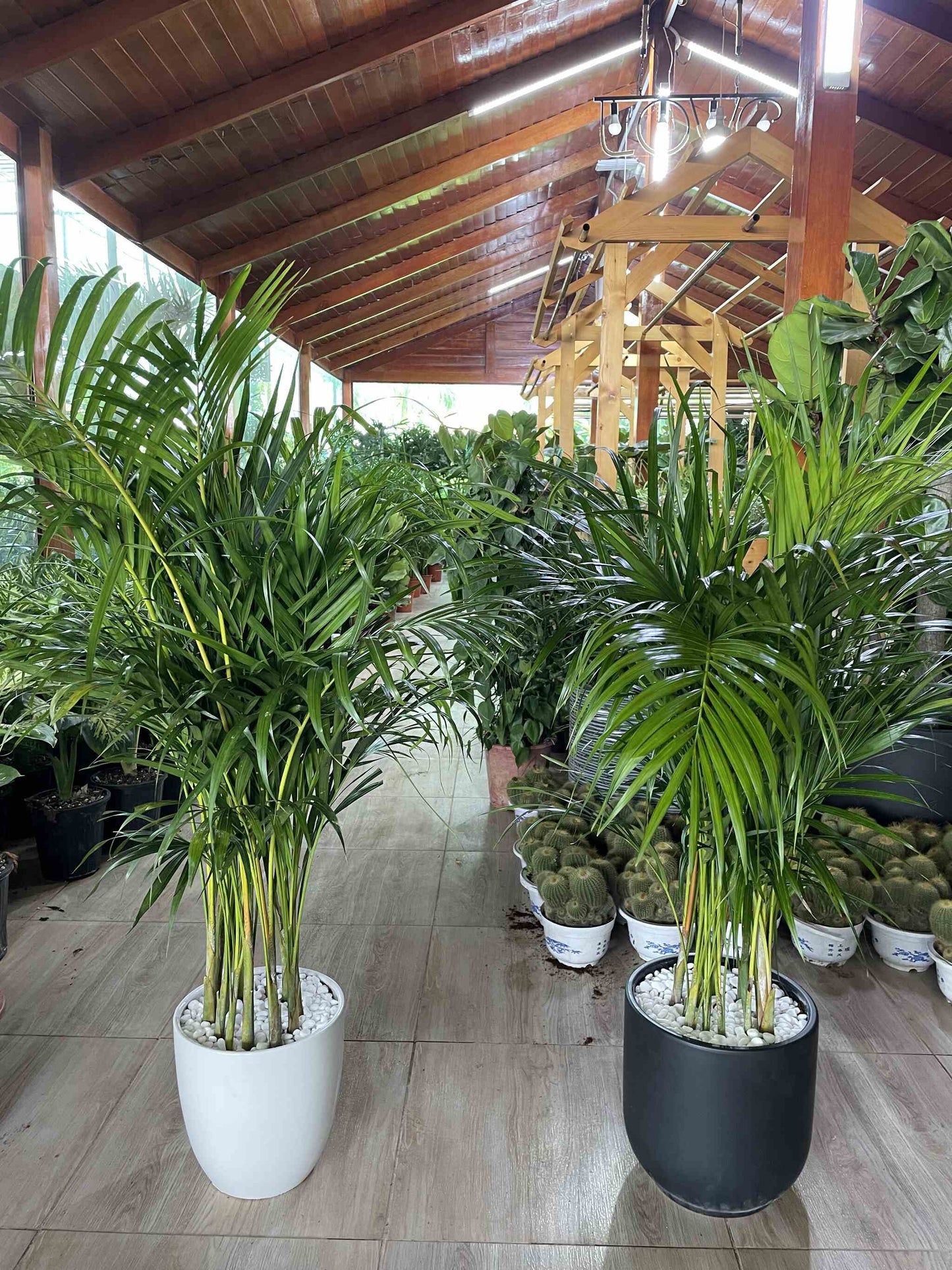 Areca Palm - Promotion