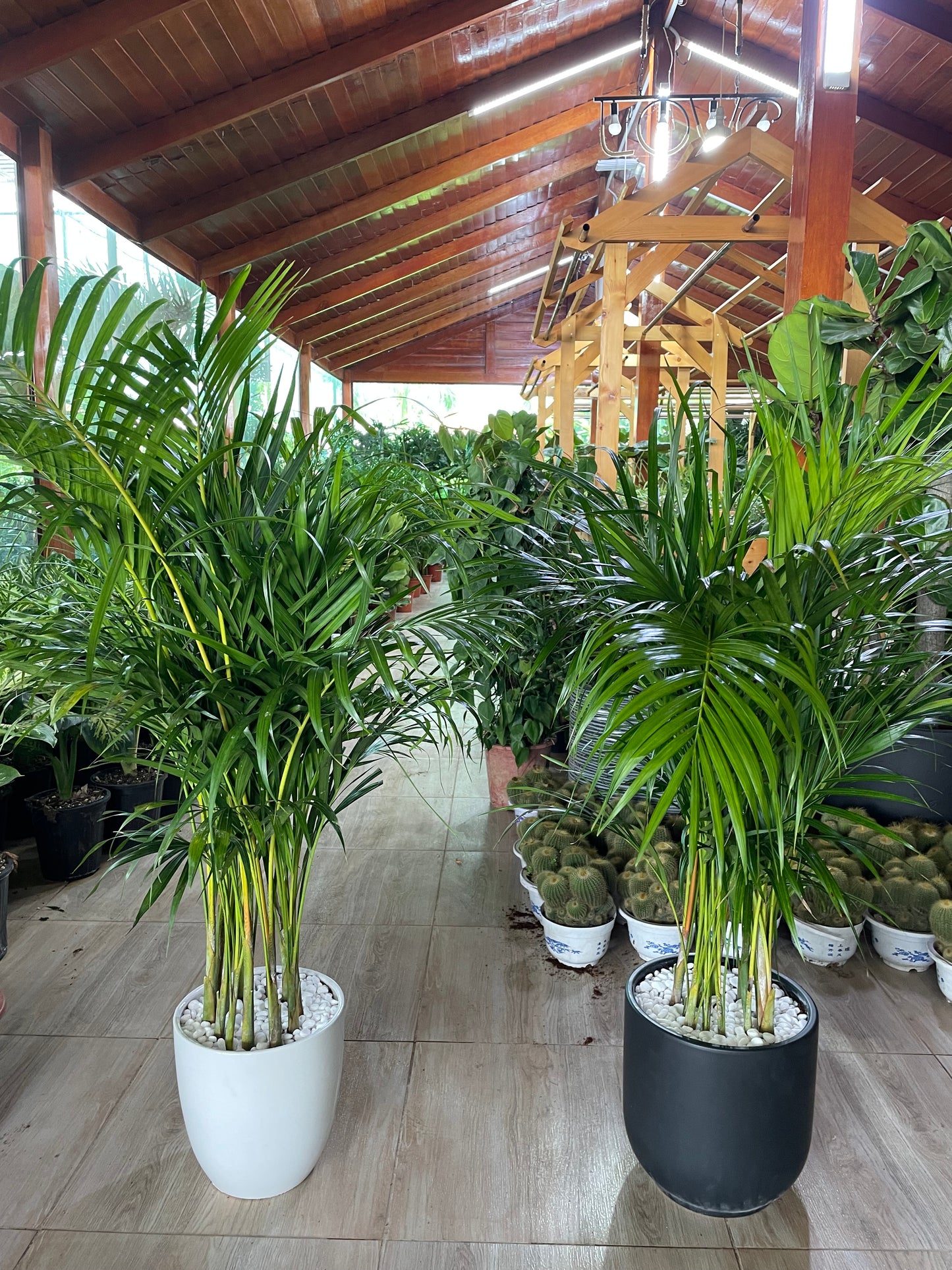 2 Areca Palms bundle