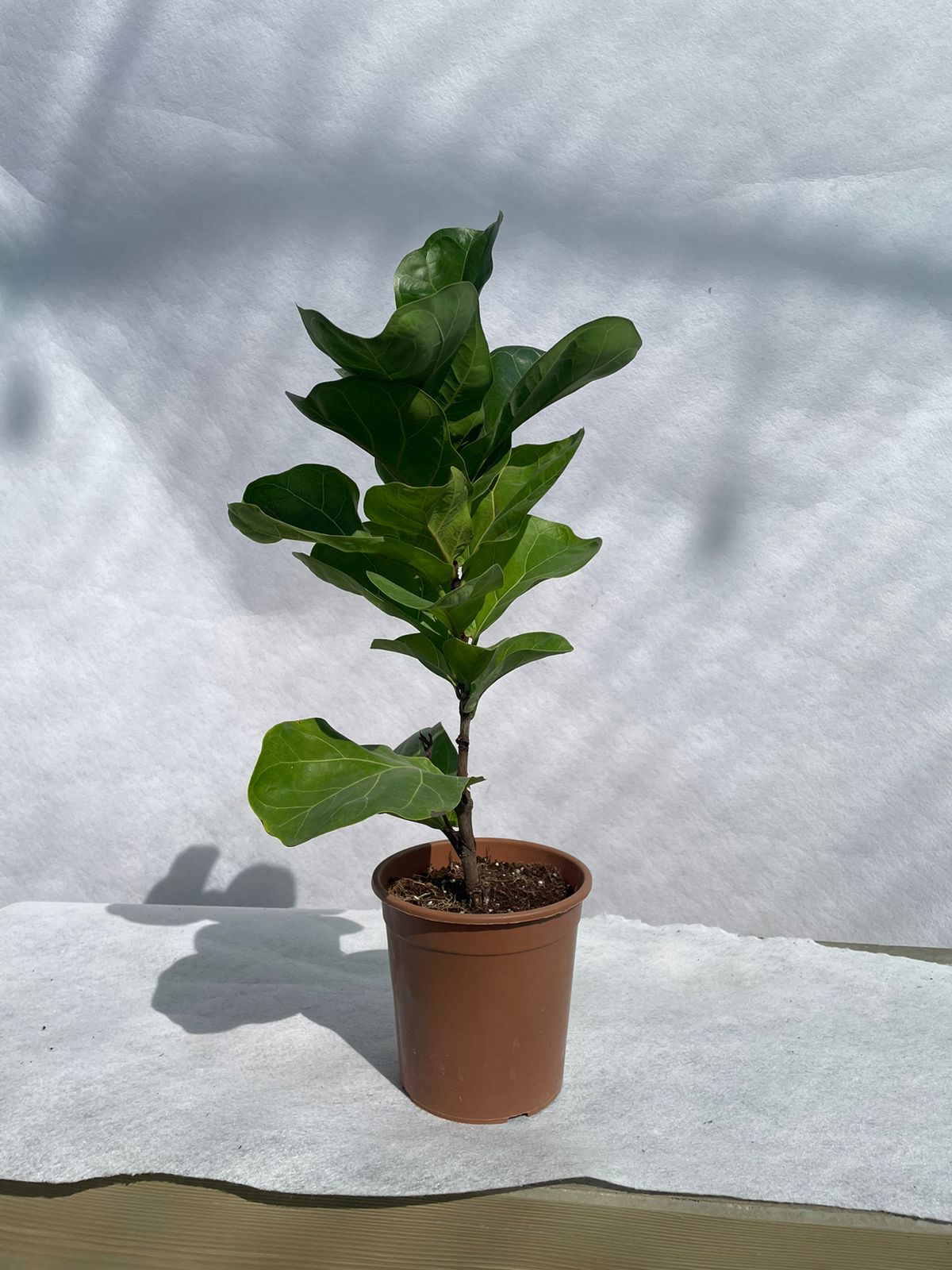 Fiddle Leaf - Table Top