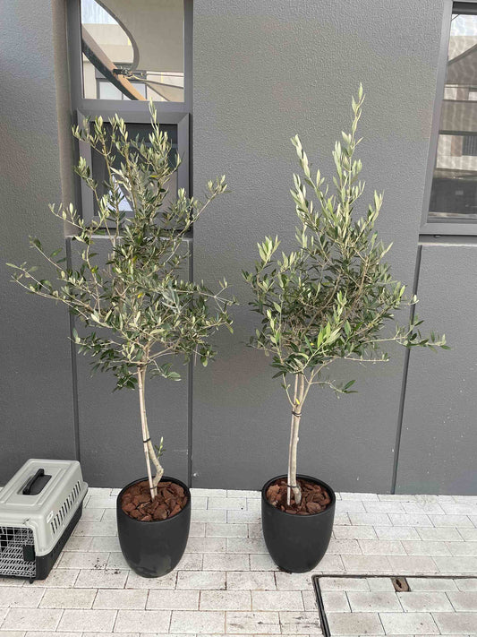 Olive Trees Bundle