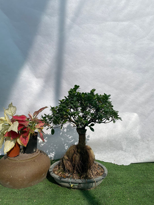 Bonsai Shallow - Nursery Pot