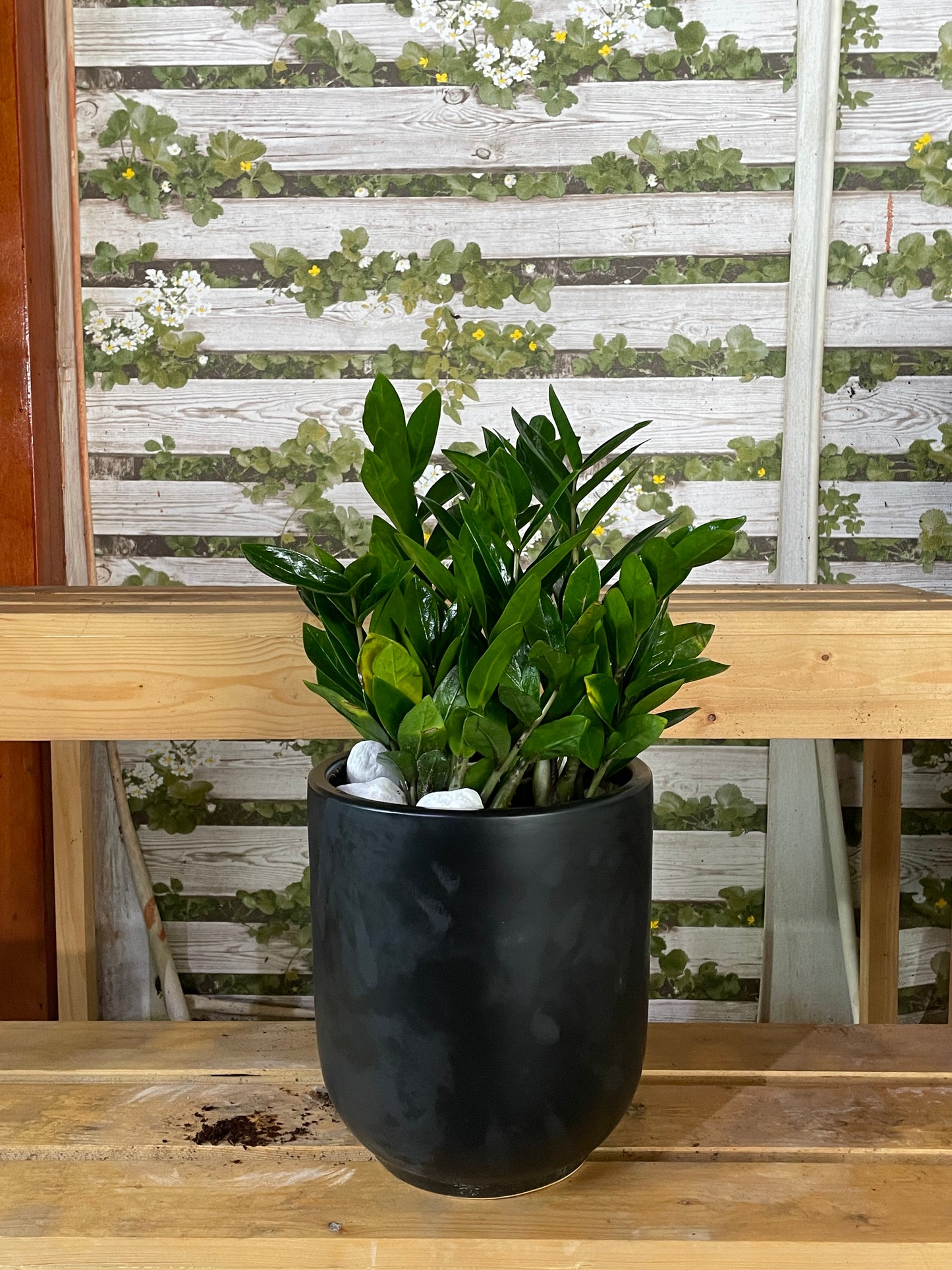 ZZ Plant - Ceramic Pot