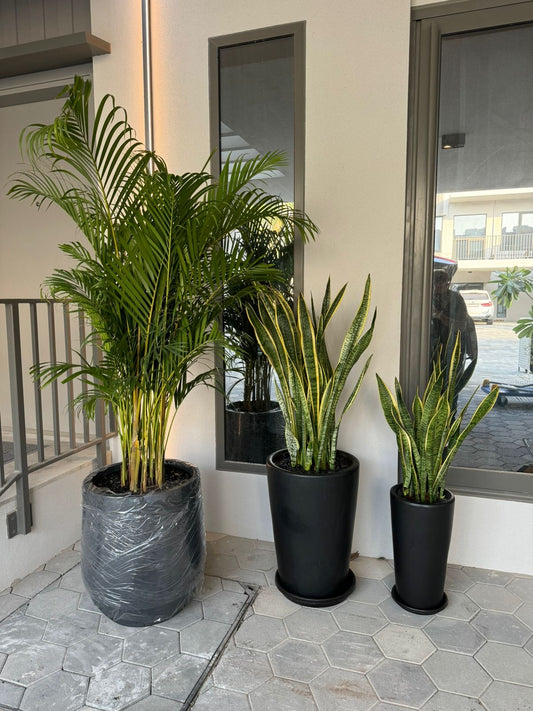 Set of 3 - Low Maintenance Plants