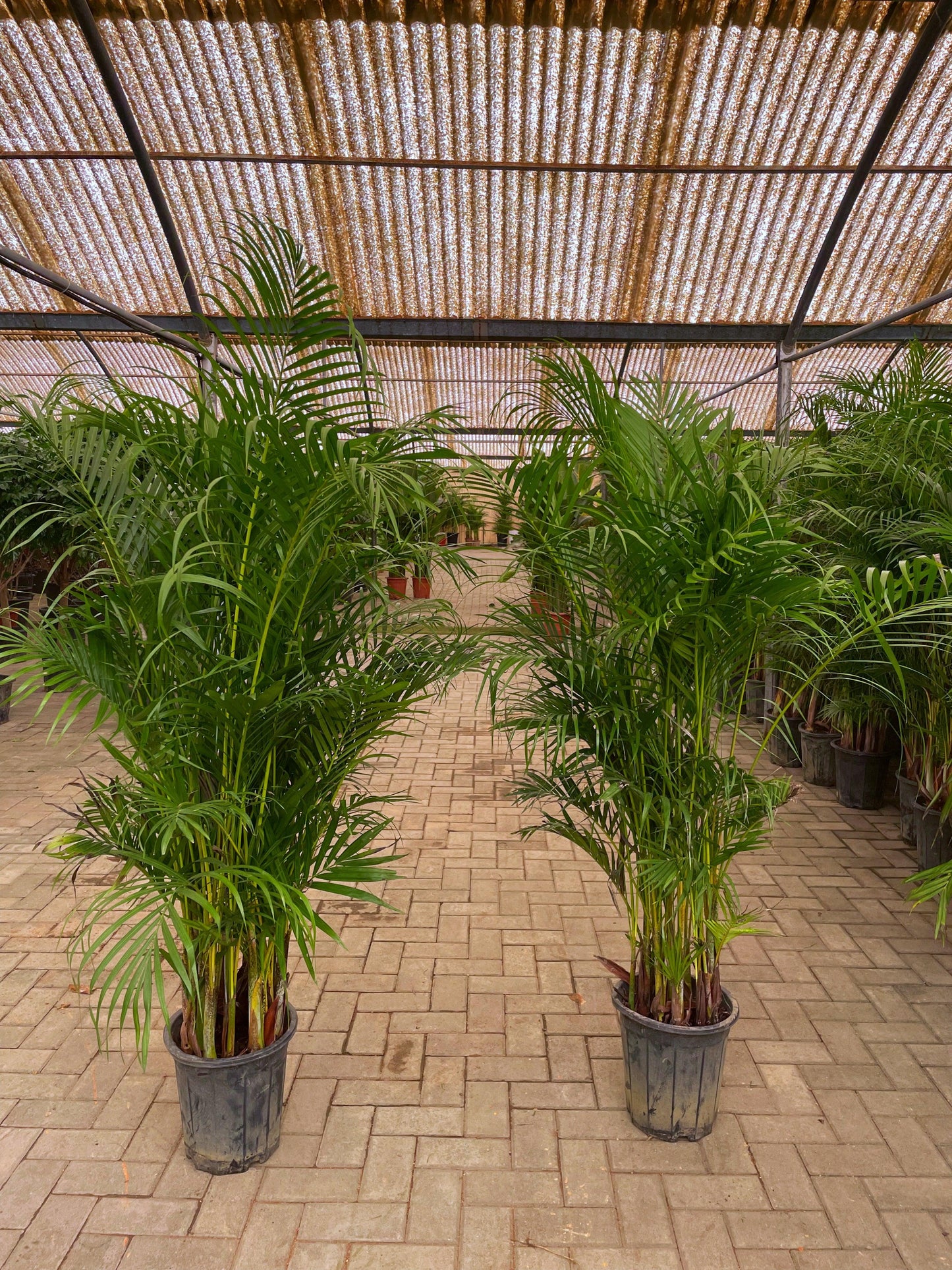 Areca Palm Bundle