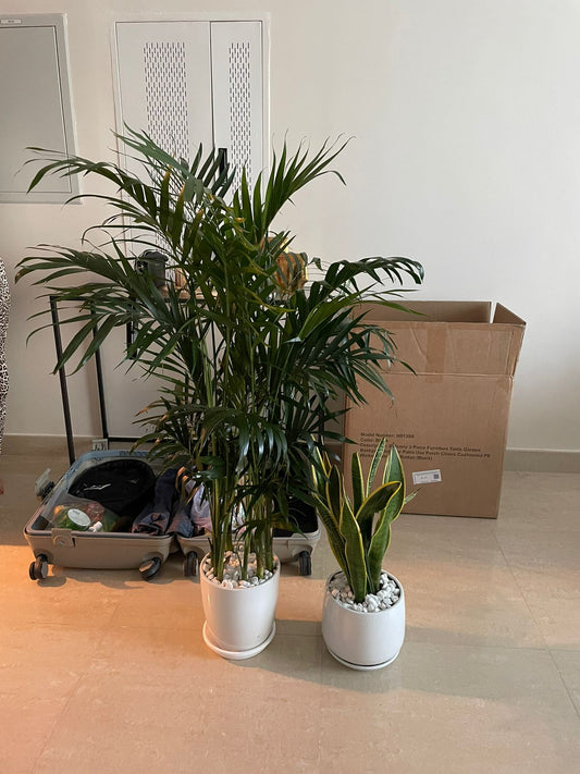 Kentia Palm & Snake Plant Bundle