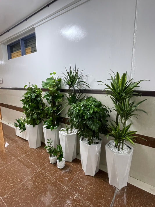 Office Plants Bundle - Holland