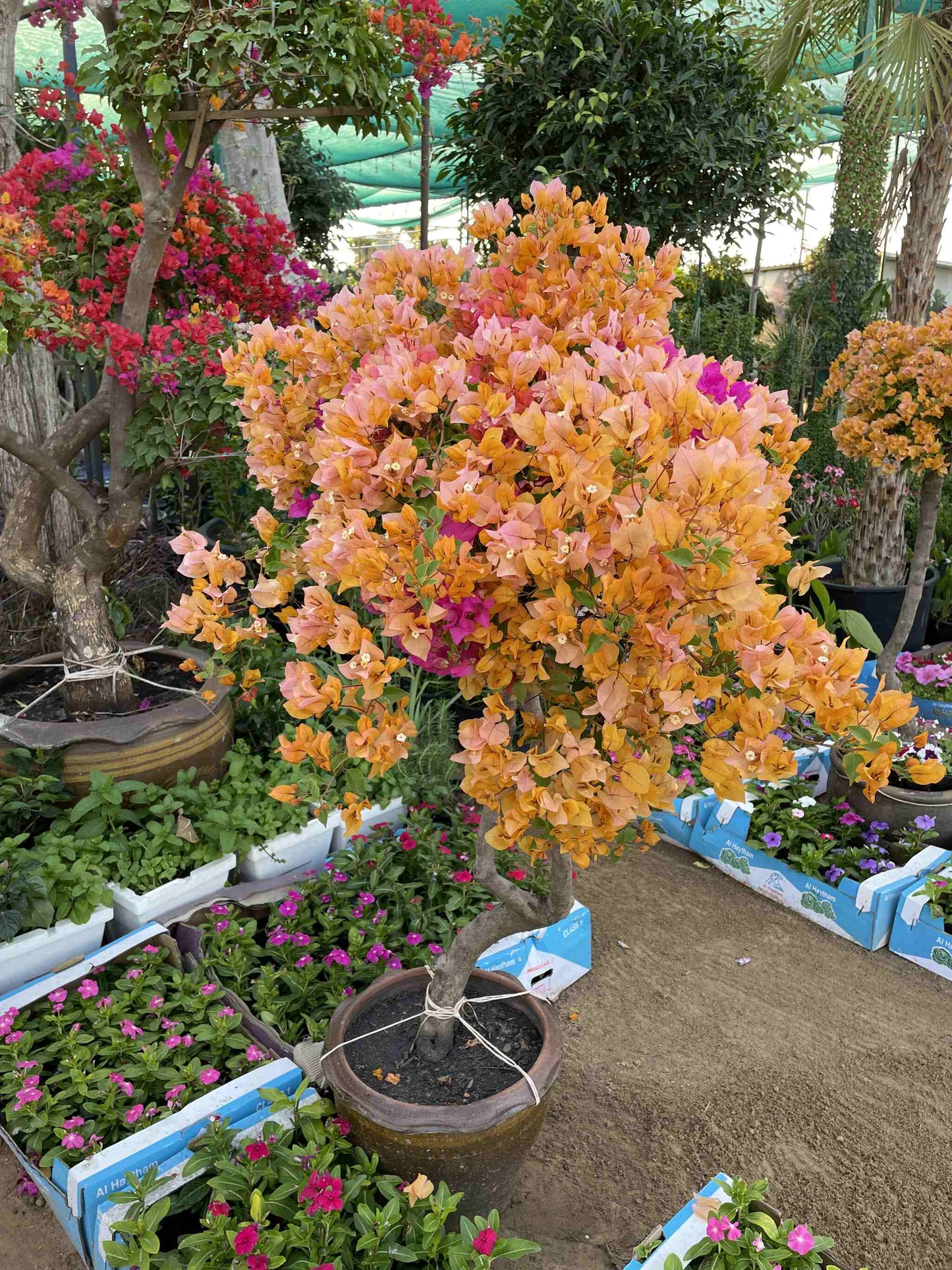 Bougainvillea - Thailand