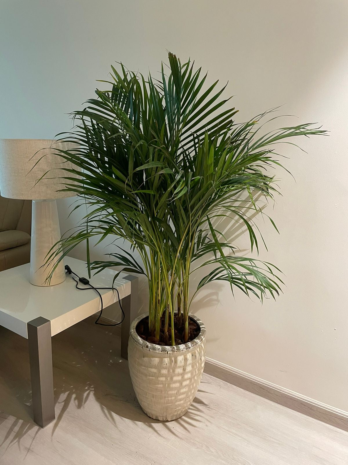 Areca Palm - Beige Pot