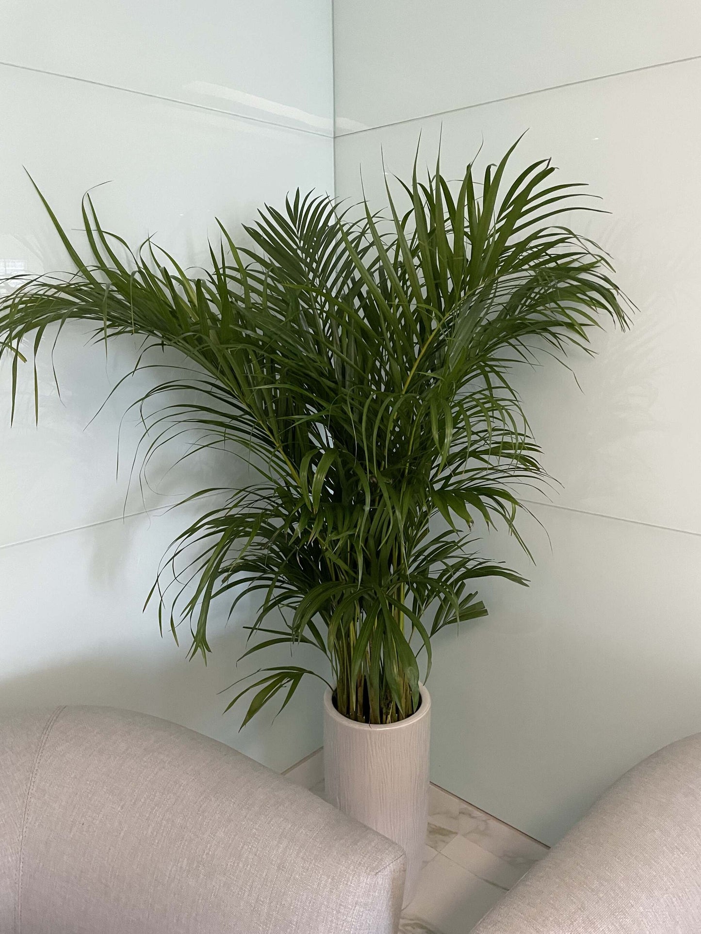 Areca Palm - White Ceramic Pot