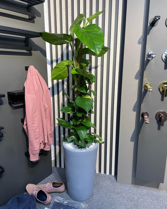 Money Plant - Grey Ceramic - Holland