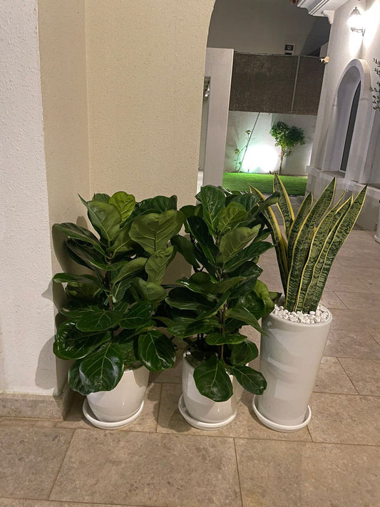 Air Purifying Bundle of 3