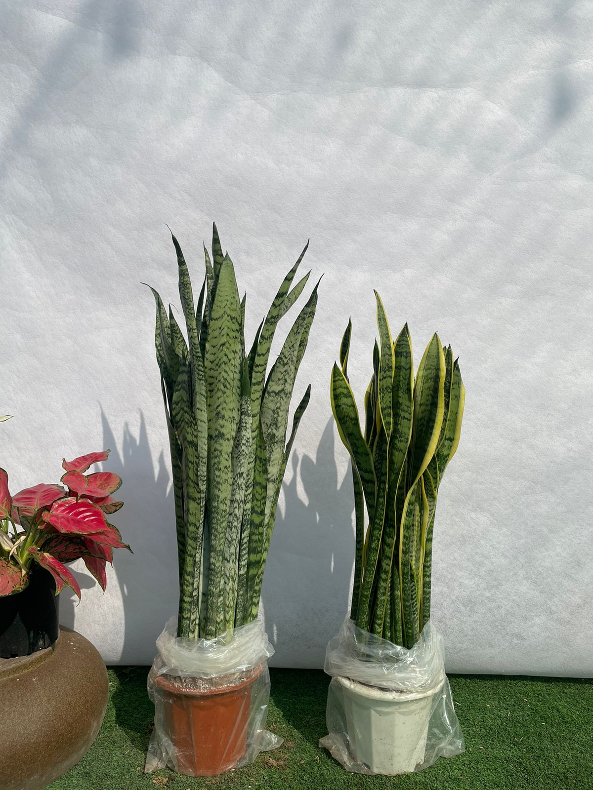 Snake Plants Bundle - Nursery Pot