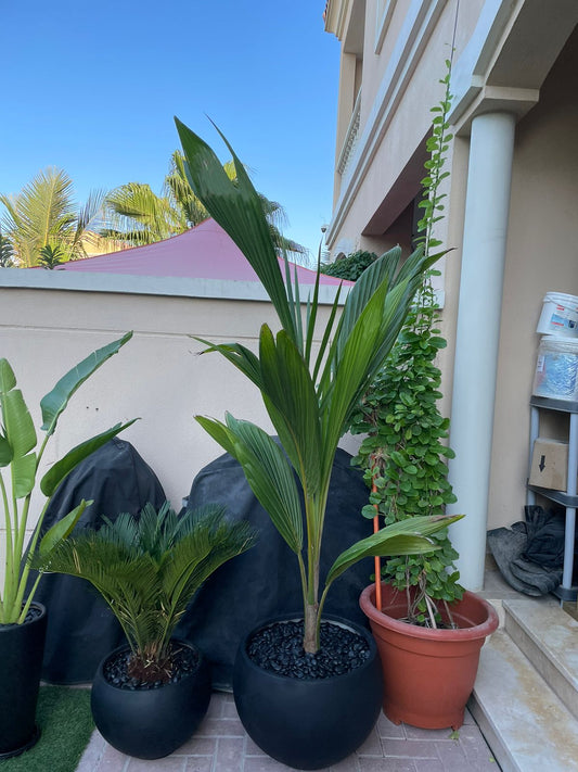 Sago & Coconut Palm Bundle - Outdoors Beauty!