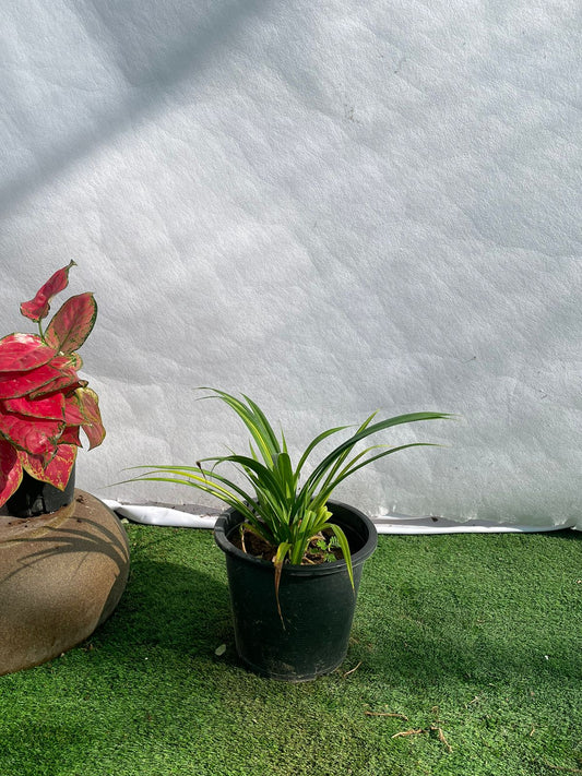 Spider Plant - Nursery Pot