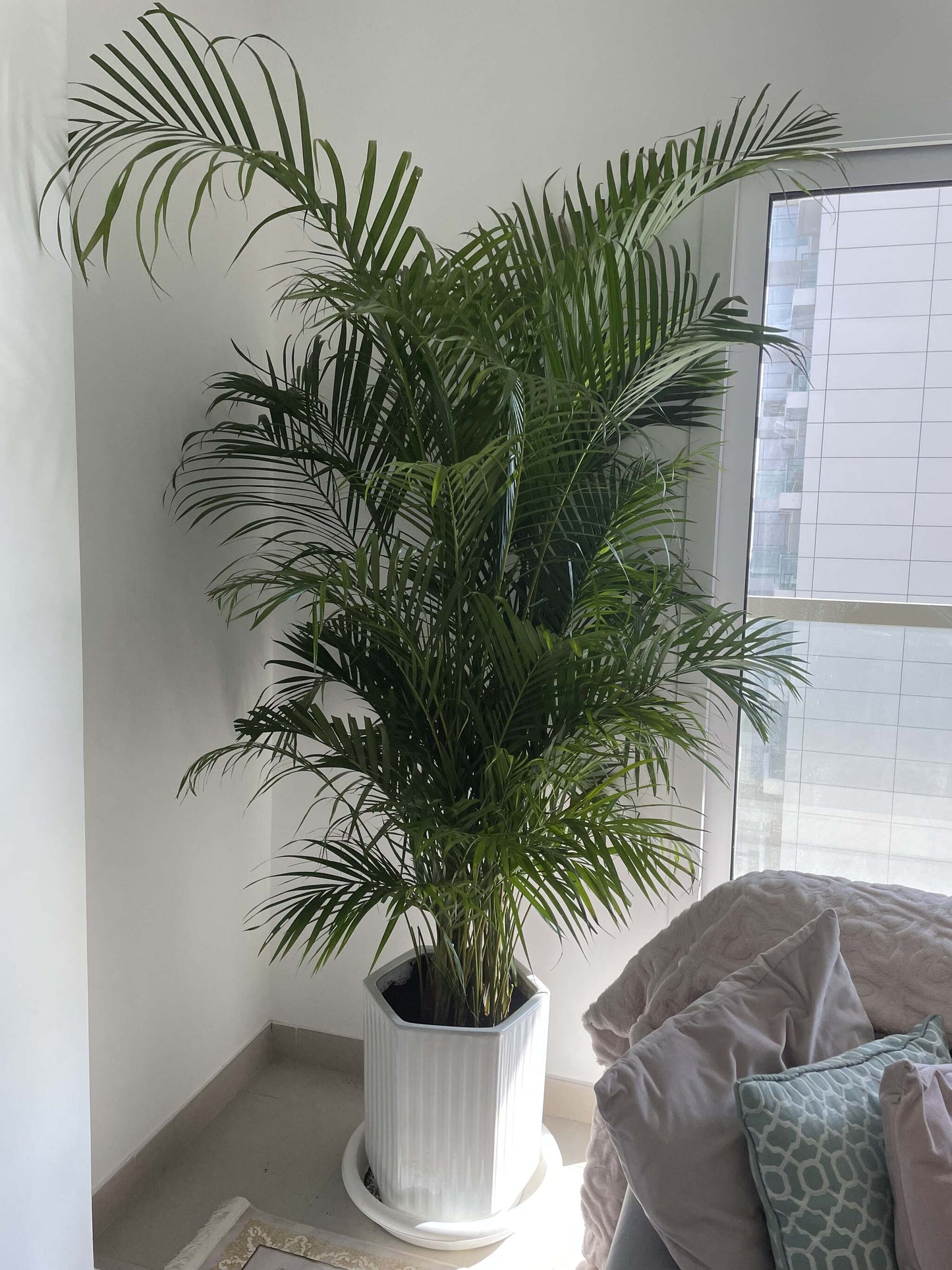 Giant Areca Palm - 2M - 2.2M - PROMOTION