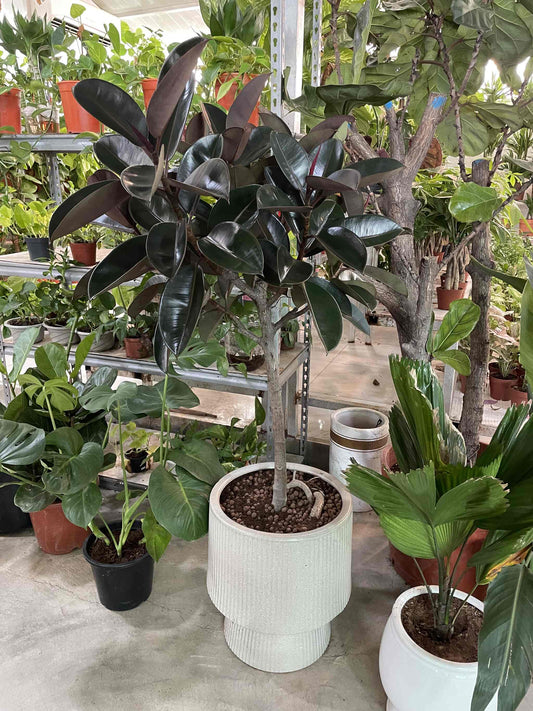 Rubber Plant - Large